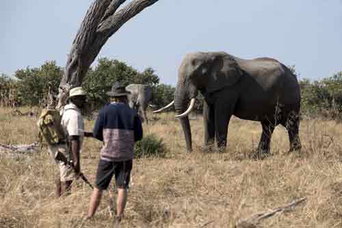 Khwai Bushcamp - Botswana