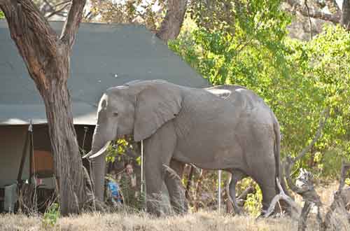 Machaba Camp - Khwai Botswana