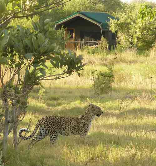 Sango Camp - Khwai Botswana