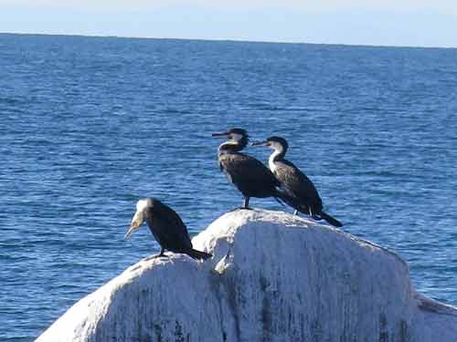 Blue Zebra Island - Lake Malawi