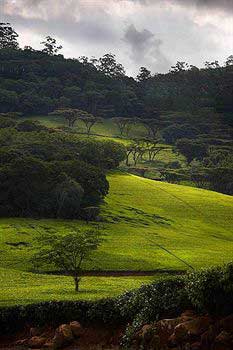 Huntingdon House - Satemwa Malawi