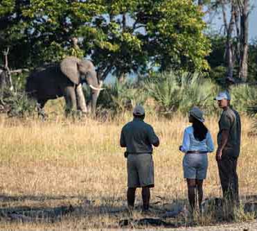 Kuthengo Camp - Liwonde Malawi