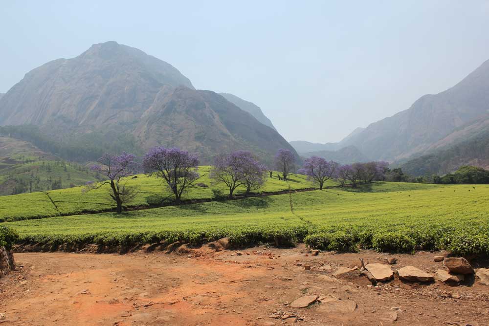 Mulanje trekking - Malawi