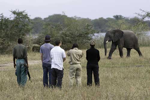 Kuthengo Camp - Liwonde Malawi