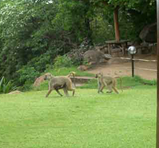 Safari Beach Lodge - Lake Malawi