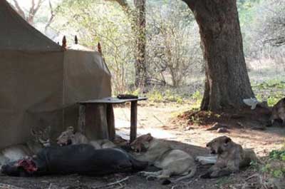 Chada Camp - Katavi Tanzania