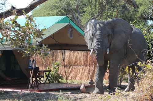 Old Mdonya River Camp - Ruaha Tanzania