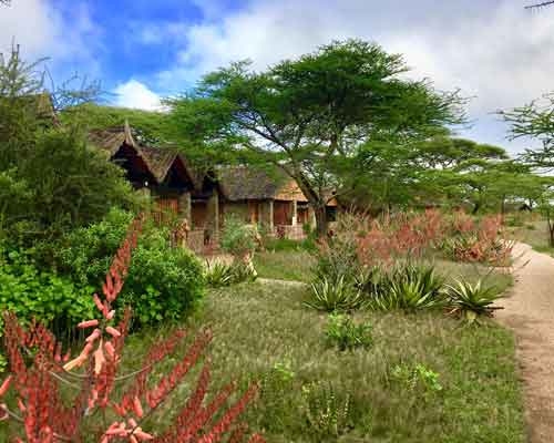 Ndutu Safari Lodge - Serengeti Tanzania