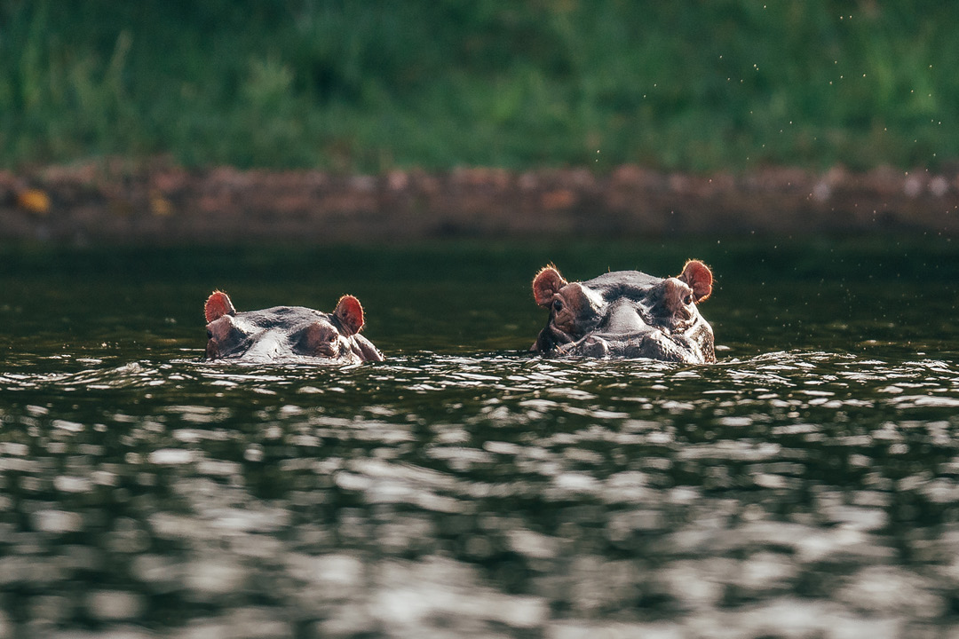 Rubondo Island Camp - Tanzania