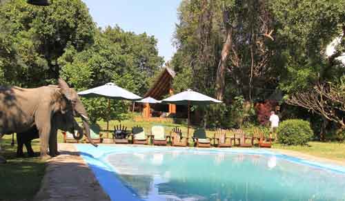 Croc Valley Camp - South Luangwa Zambia