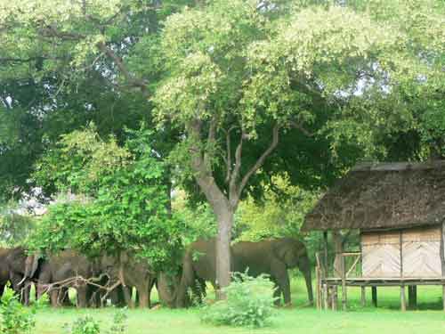 Croc Valley Camp - South Luangwa Zambia