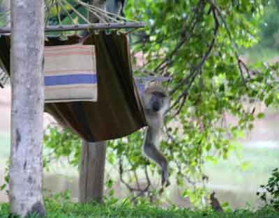 Croc Valley Camp - South Luangwa Zambia