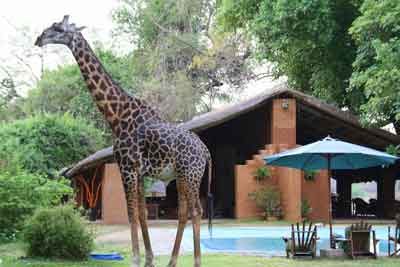 Croc Valley Camp - South Luangwa Zambia