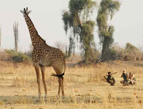 Chikoko Trails - South Luangwa Zambia