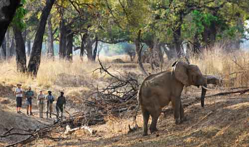 Chikoko Trails - South Luangwa Zambia