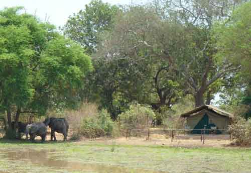 Flatdogs Camp - South Luangwa Zambia