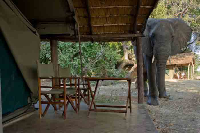 Flatdogs Camp - South Luangwa Zambia