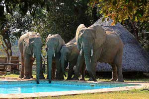 Flatdogs Camp - South Luangwa Zambia