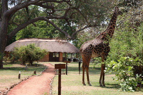 Track & Trail Camp - South Luangwa Zambia