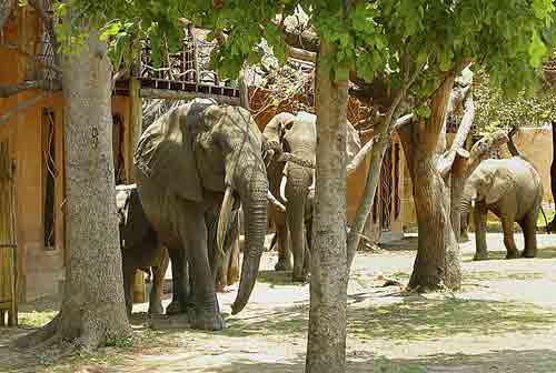 Track & Trail Camp - South Luangwa Zambia