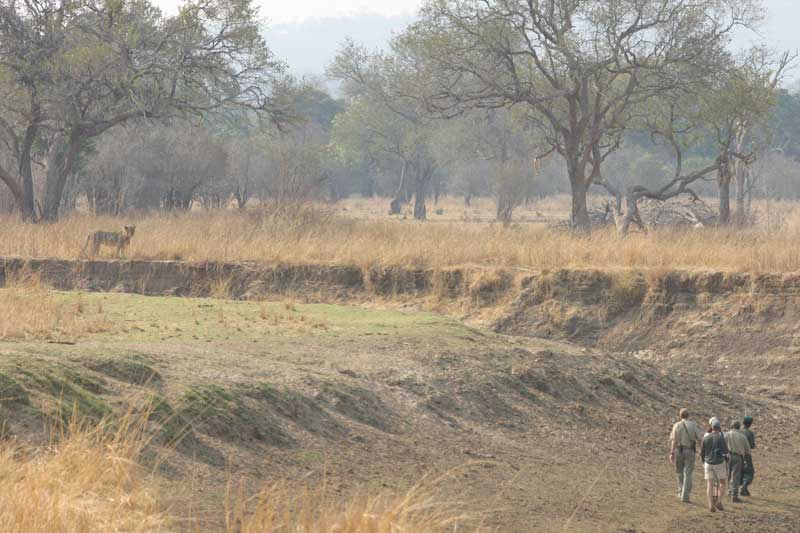 wandelsafari - South Luangwa Zambia