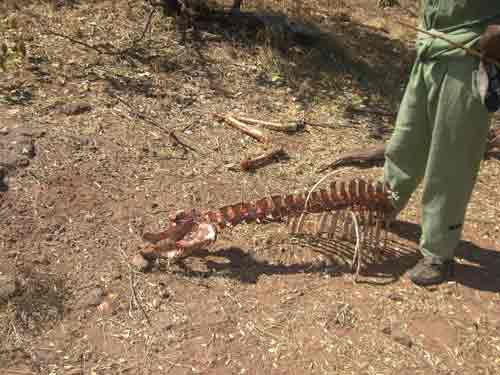 priv safari lake cruise - kariba Zimbabwe