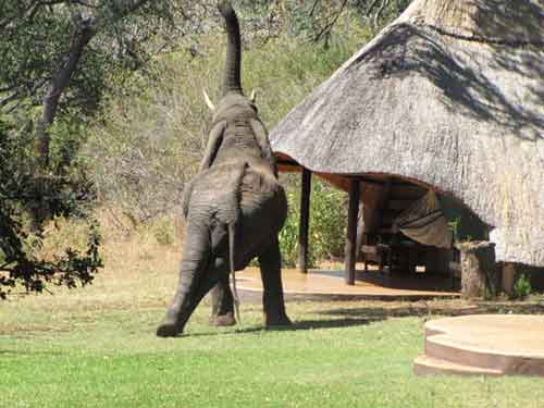 Imbabala Safari Lodge - Victoria Falls - Zimbabwe