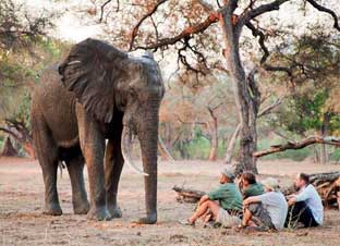 Musango Safari Camp - Matusadona Zimbabwe