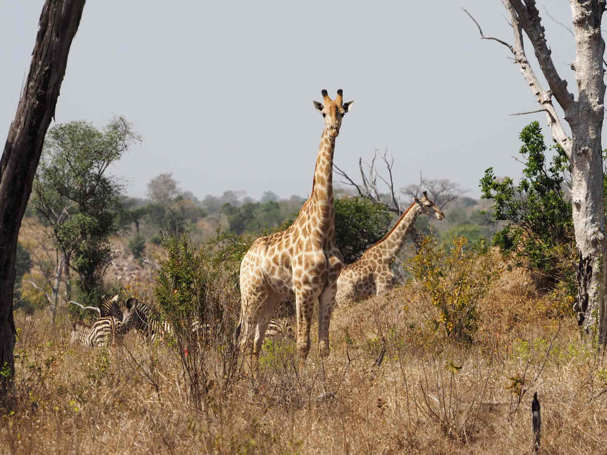 Gonarezhou Zimbabwe