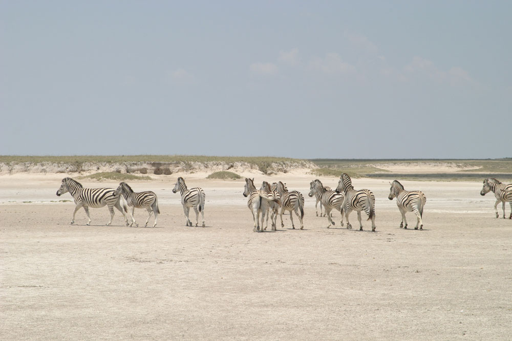 Magkadigadi Pans Safari Botswana