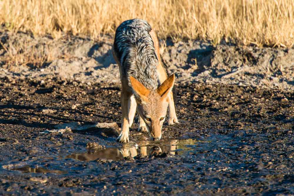 Kalahari Safari Botswana