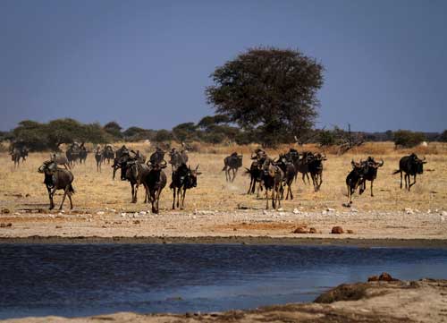 Kalahari Safari Botswana