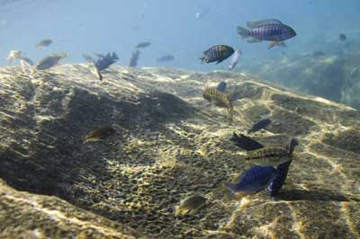 Lake Malawi strandvakantie 