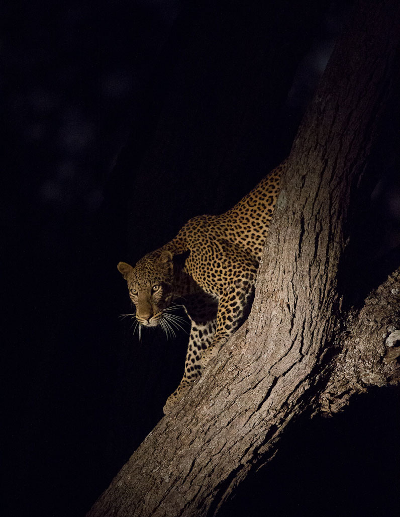 South Luangwa National Park Zambia