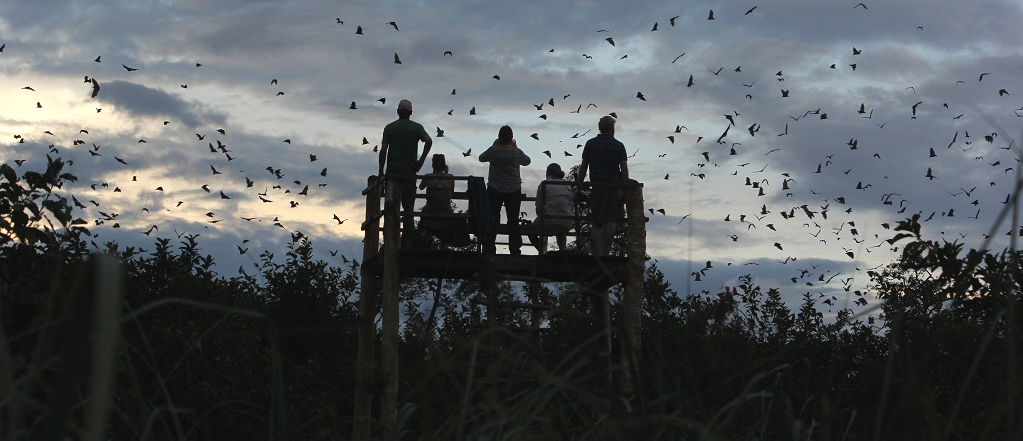 Safari in Kasanka Zambia