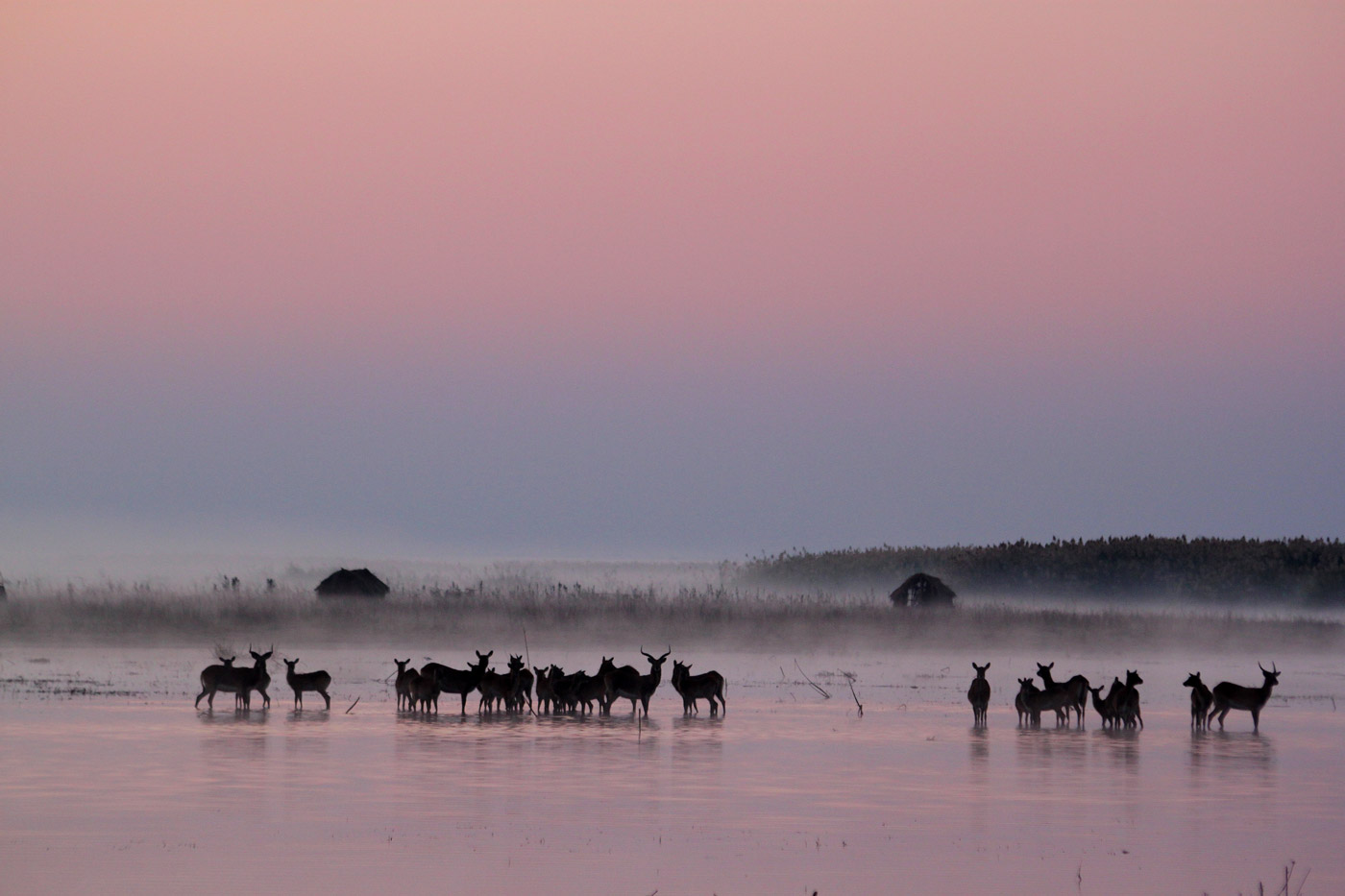 Bangweulu Moerassen Zambia