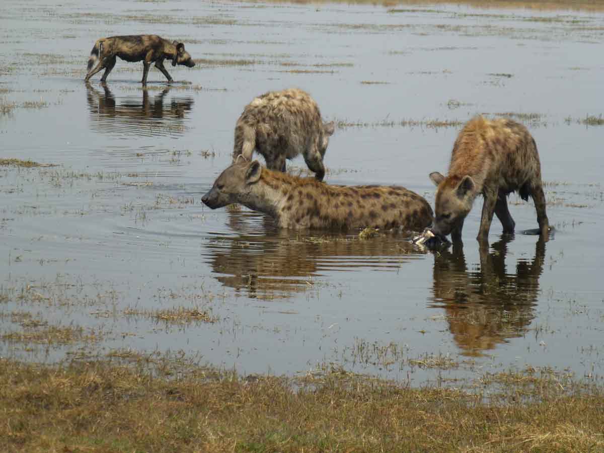 Zimba Safaris | Liuwa Plains Zambia