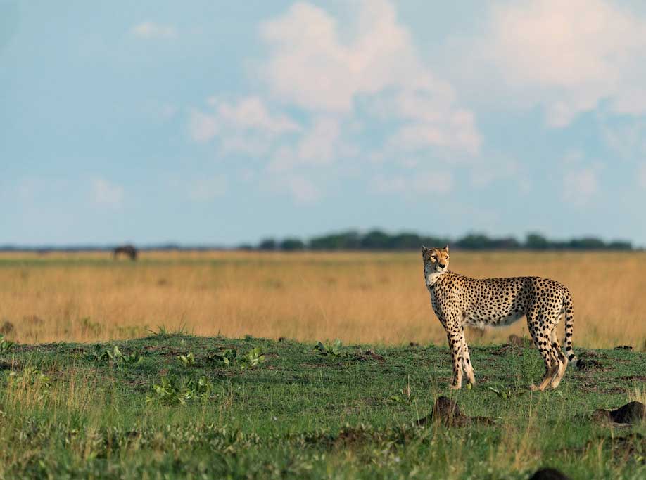 Liuwa Plains | Zambia