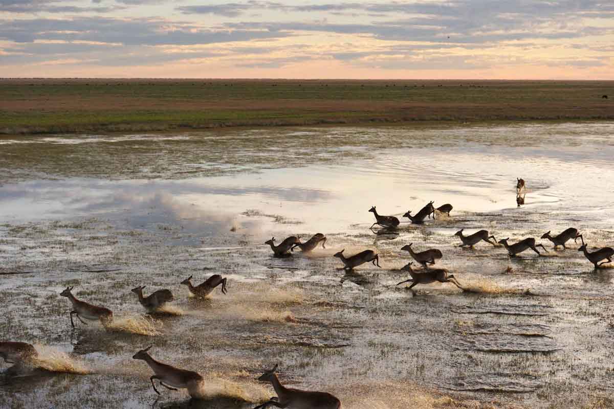 Zimba Safaris | Liuwa Plains Zambia