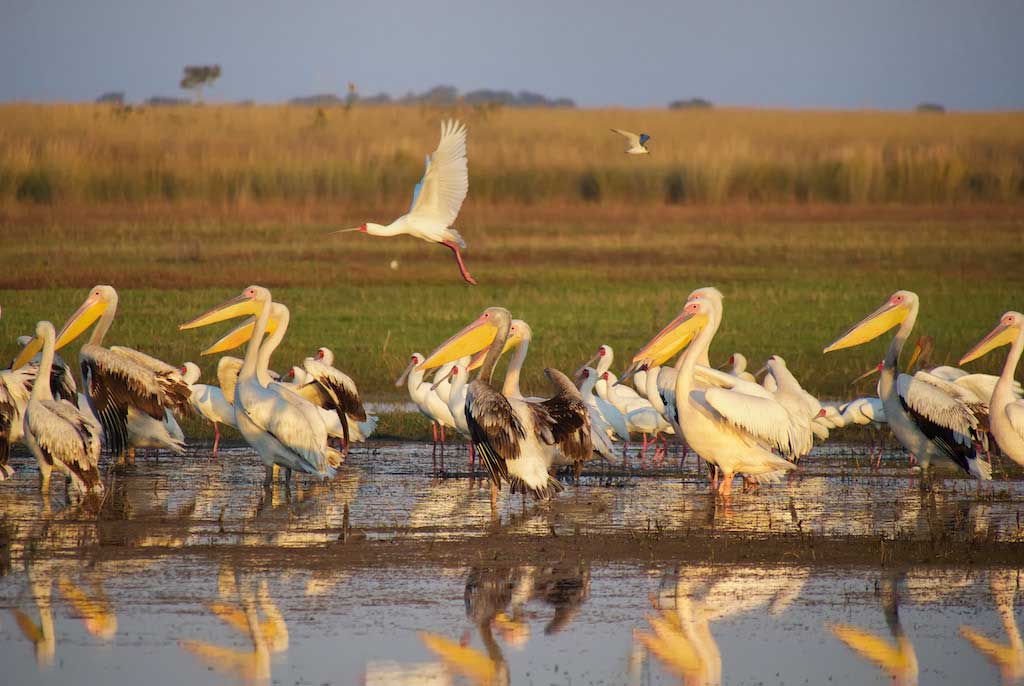 Liuwa Plains Zambia