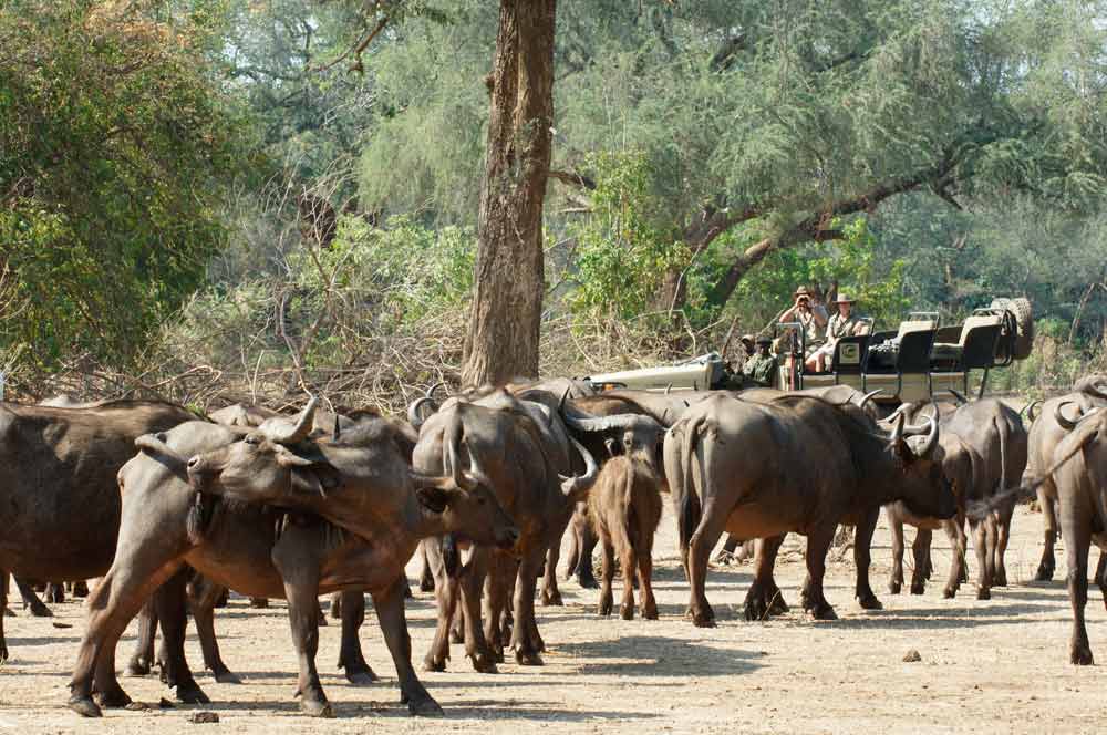 Lower Zambezi National Park Zambia