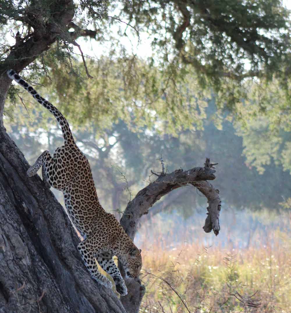 Lower Zambezi National Park Zambia