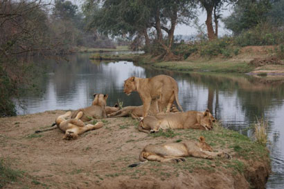 Lower Zambezi National Park Zambia