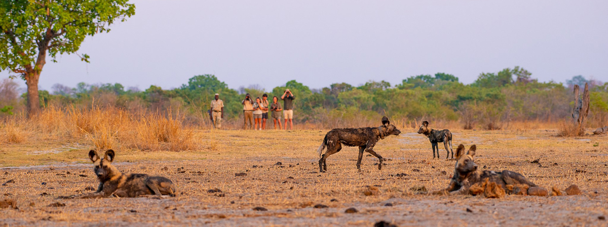 North Luangwa National Park Zambia