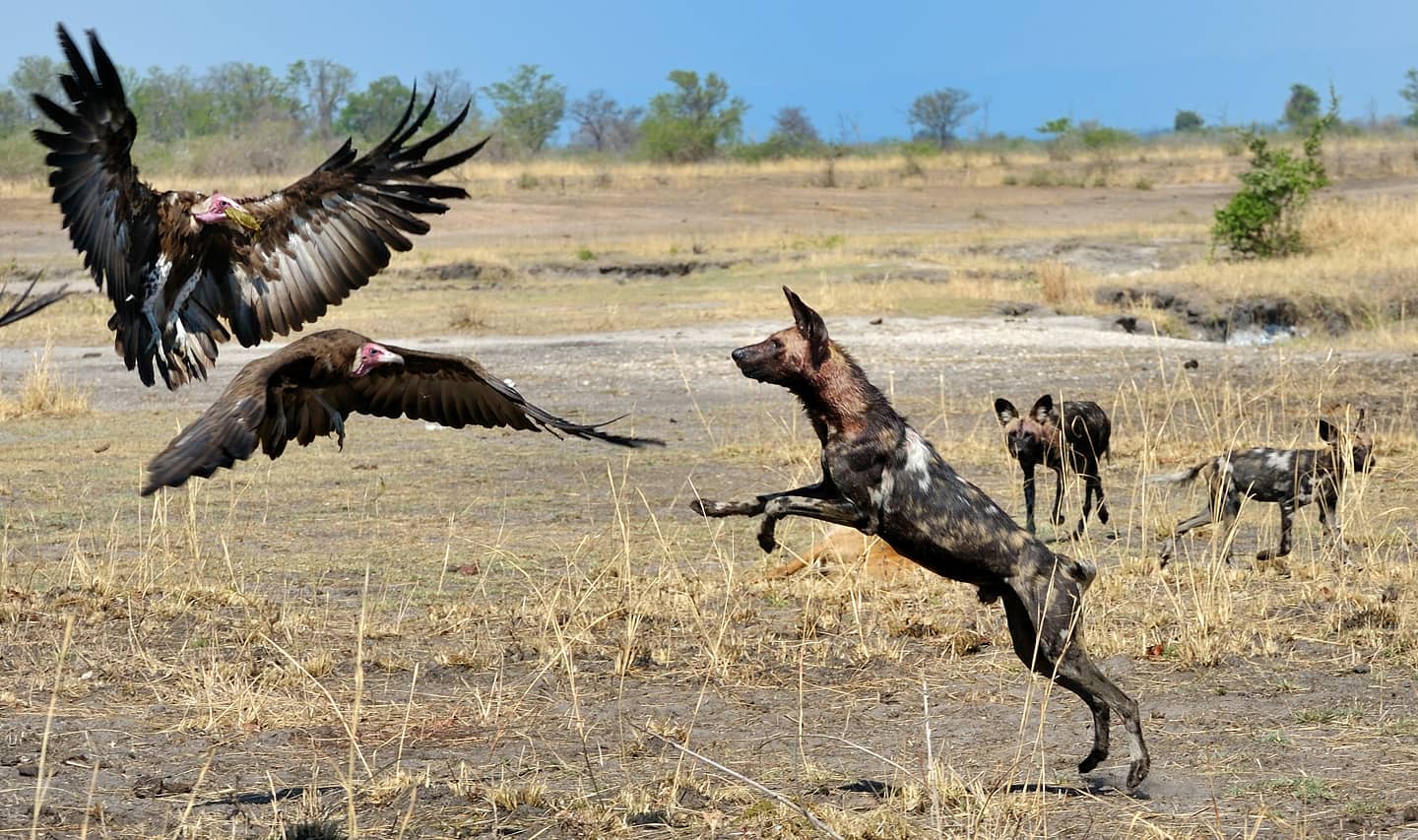 North Luangwa National Park Zambia