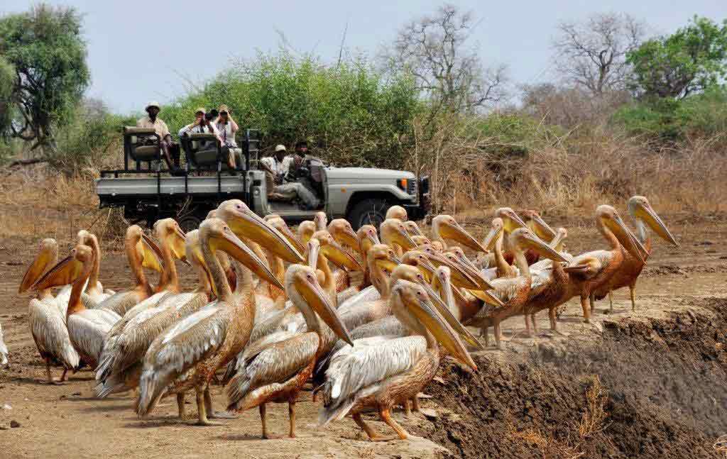 North Luangwa National Park Zambia