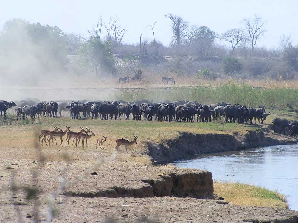 North Luangwa National Park Zambia