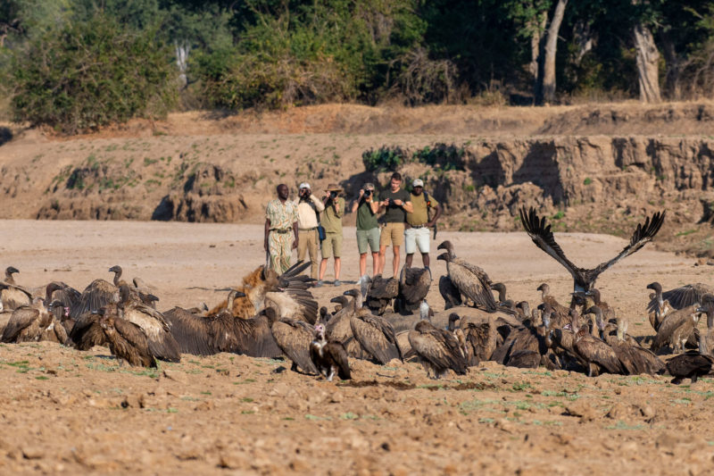 North Luangwa National Park Zambia