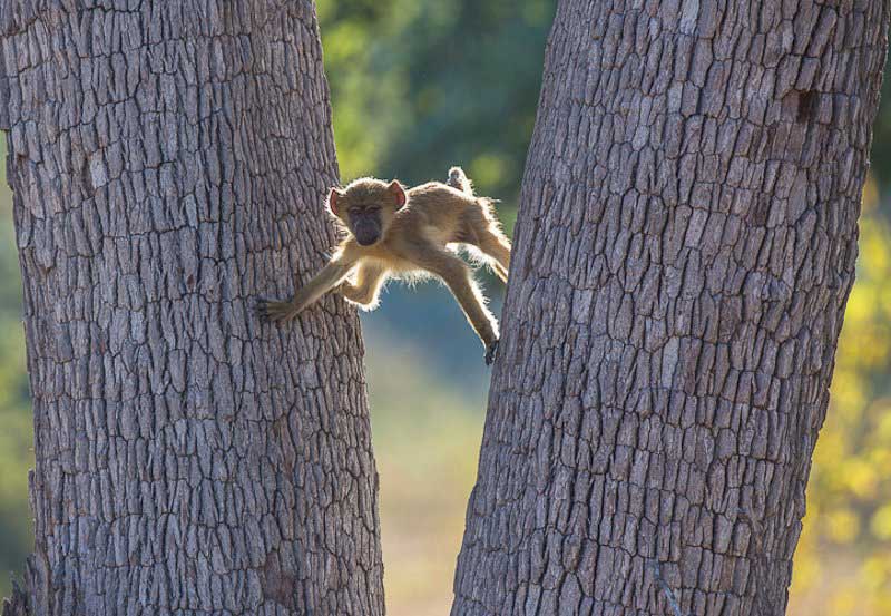 NSouth Luangwa National Park Zambia