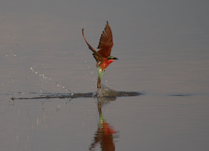 South Luangwa National Park Zambia